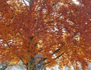 Goldener Herbst am Sonnenplateau Mieming