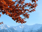 Goldener Herbst am Sonnenplateau Mieming