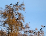 Goldener Herbst am Sonnenplateau Mieming