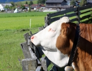 Hat die Kuh Charakter? – „Ja. Und – die Kuh vergisst nie“