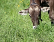 Hat die Kuh Charakter? – „Ja. Und – die Kuh vergisst nie“