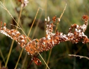 Mieminger Herbstwald – Der Goldene Herbst auf Abschiedstour