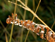 Mieminger Herbstwald – Der Goldene Herbst auf Abschiedstour