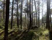 Mieminger Herbstwald – Der Goldene Herbst auf Abschiedstour