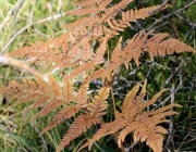 Mieminger Herbstwald – Der Goldene Herbst auf Abschiedstour