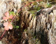 Mieminger Herbstwald – Der Goldene Herbst auf Abschiedstour
