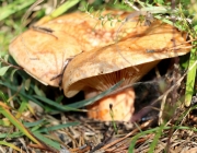 Mieminger Herbstwald – Der Goldene Herbst auf Abschiedstour