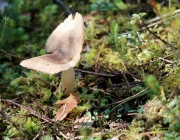 Mieminger Herbstwald – Der Goldene Herbst auf Abschiedstour