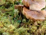 Mieminger Herbstwald – Der Goldene Herbst auf Abschiedstour
