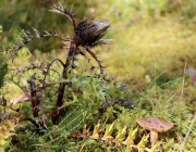 Mieminger Herbstwald – Der Goldene Herbst auf Abschiedstour