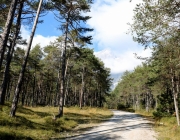 Mieminger Herbstwald – Der Goldene Herbst auf Abschiedstour