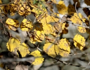 Mieminger Herbstwald – Der Goldene Herbst auf Abschiedstour