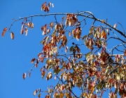 Mieminger Herbstwald – Der Goldene Herbst auf Abschiedstour