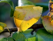 Mieminger Herbstwald – Der Goldene Herbst auf Abschiedstour