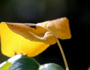 Mieminger Herbstwald – Der Goldene Herbst auf Abschiedstour