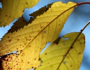 Mieminger Herbstwald – Der Goldene Herbst auf Abschiedstour