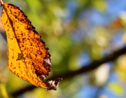 Mieminger Herbstwald – Der Goldene Herbst auf Abschiedstour