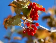 Mieminger Herbstwald – Der Goldene Herbst auf Abschiedstour