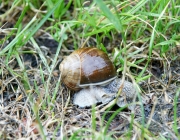 Herz-Jesu-Fest 2014 in Barwies – Prozession fiel ins Wasser