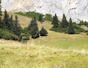 Almsommerfinale im Gaistal – Das Team der Hochfeldern Alm bedankt sich „für den schönen Sommer“