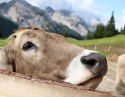 Hochfeldern Alm – Almmesse und Almfest 2017