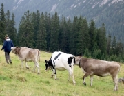 hochfeldernalpe-baubeginn (130 von 232)