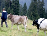 hochfeldernalpe-baubeginn (131 von 232)