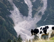 hochfeldernalpe-baubeginn (147 von 232)