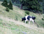 hochfeldernalpe-baubeginn (168 von 232)