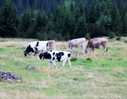 hochfeldernalpe-baubeginn (169 von 232)