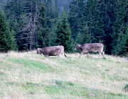 hochfeldernalpe-baubeginn (170 von 232)