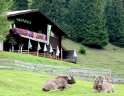 hochfeldernalpe-baubeginn (6 von 232)