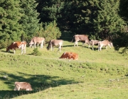 Ein Tag beim Hüttenteam auf der Hochfeldern Alm