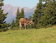 Ein Tag beim Hüttenteam auf der Hochfeldern Alm