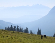 Ein Tag beim Hüttenteam auf der Hochfeldern Alm