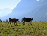 Ein Tag beim Hüttenteam auf der Hochfeldern Alm