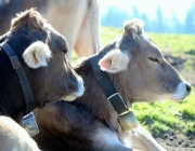Ein Tag beim Hüttenteam auf der Hochfeldern Alm