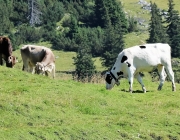 Ein Tag beim Hüttenteam auf der Hochfeldern Alm