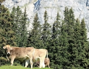 Ein Tag beim Hüttenteam auf der Hochfeldern Alm