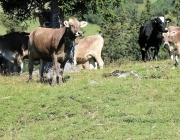 Ein Tag beim Hüttenteam auf der Hochfeldern Alm