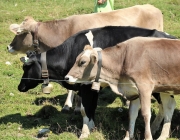 Ein Tag beim Hüttenteam auf der Hochfeldern Alm