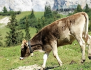 Ein Tag beim Hüttenteam auf der Hochfeldern Alm