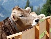 Ein Tag beim Hüttenteam auf der Hochfeldern Alm