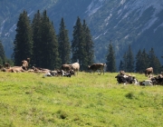 Ein Tag beim Hüttenteam auf der Hochfeldern Alm