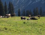 Ein Tag beim Hüttenteam auf der Hochfeldern Alm