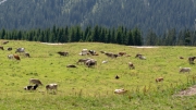 Hochfeldernalmfestl 2018_041