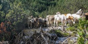 DSC04097-6
