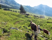 Hochfeldernalm 2013 – Vieh-Auftrieb ins Felderer Tal