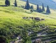 Hochfeldernalm 2013 – Vieh-Auftrieb ins Felderer Tal