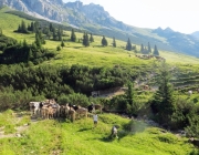 Hochfeldernalm 2013 – Vieh-Auftrieb ins Felderer Tal